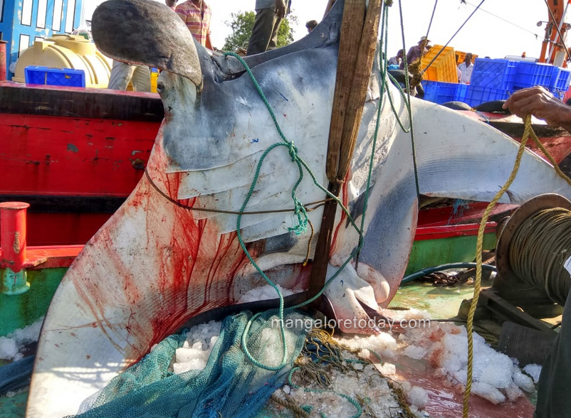Malpe fish caught